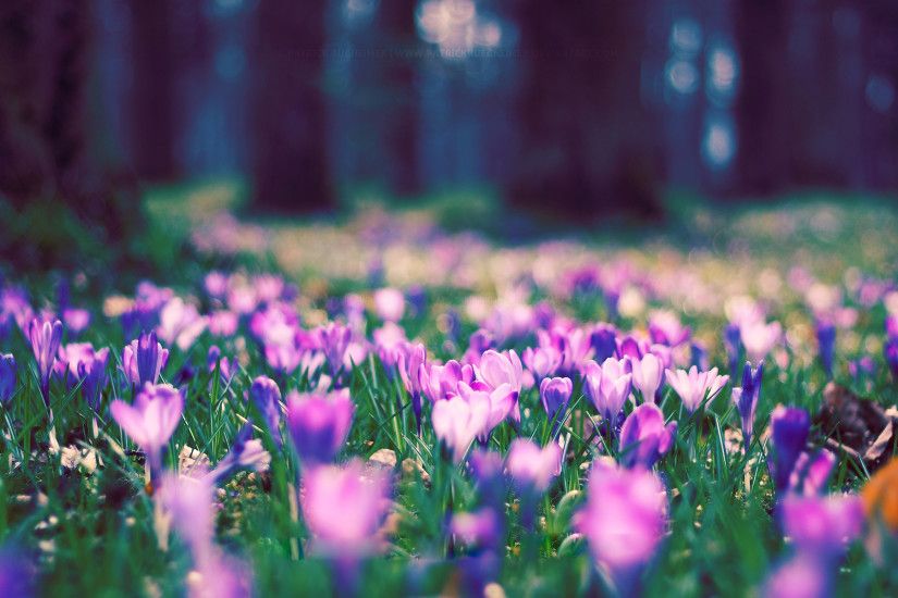 Spring-Flowers-Desktop-Wallpaper