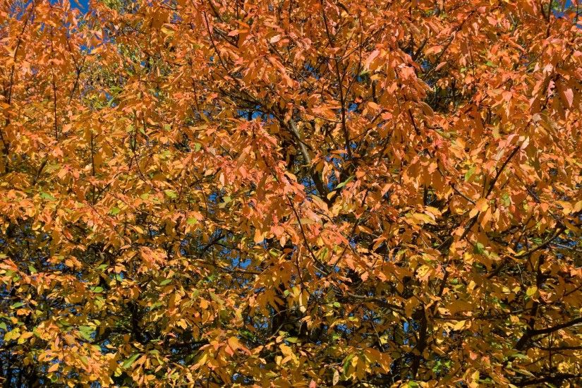 ... season, maple tree, decorative, shrub, seasonal, deciduous, woodland,  october, flowering plant, autumn background, fall leaves background, woody  plant, ...