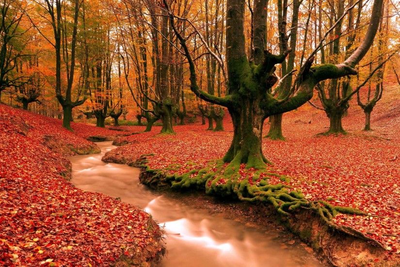 Trees Autumn Leaves Fall Tree Nature Landscape Forest Wallpapers Desktop HD