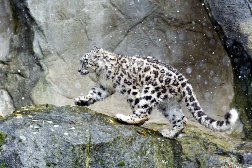 Snow Leopard in the snow wallpaper