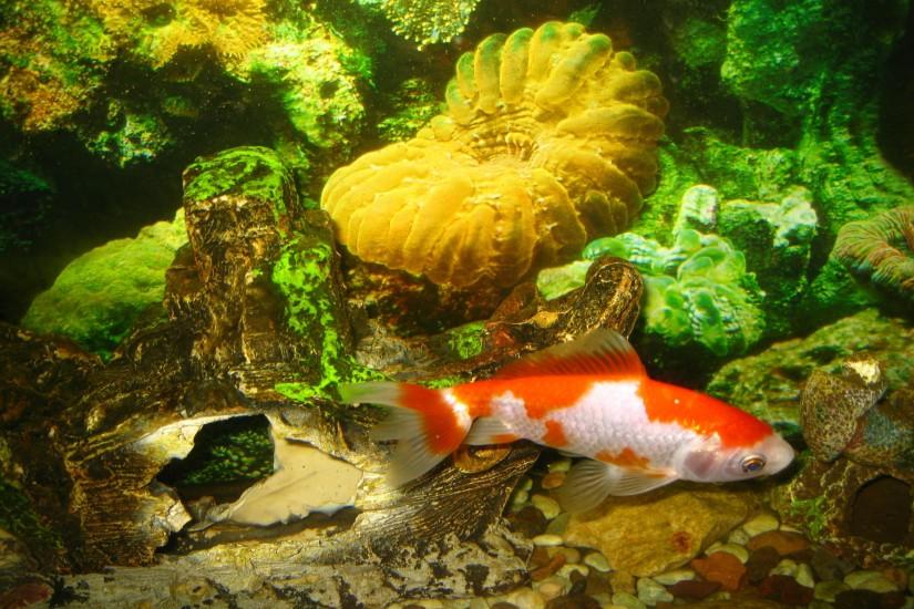 Aquarium Fish HD desktop wallpaper : Widescreen : High Definition .