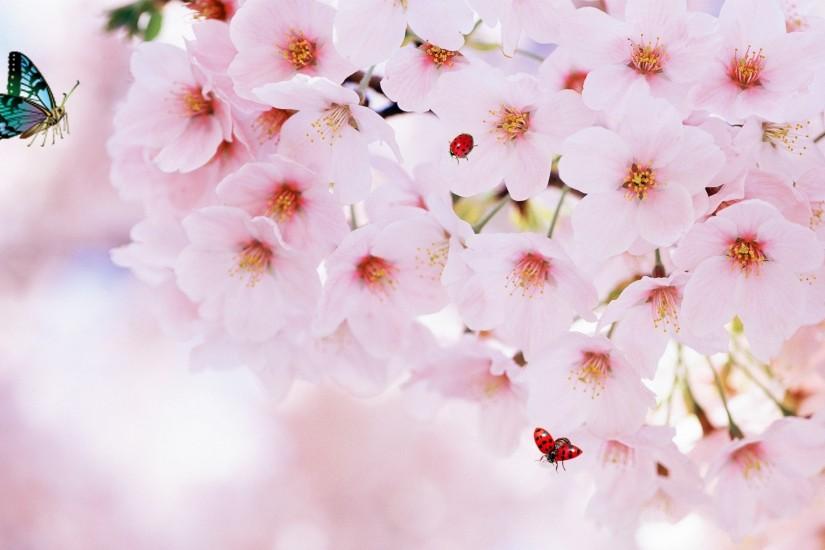 cherry blossom wallpaper 1920x1080 for desktop