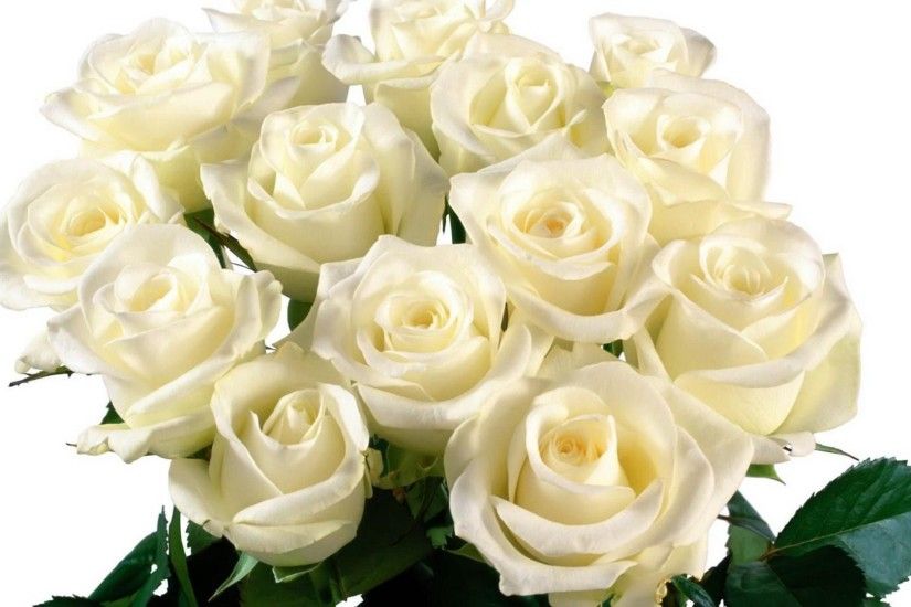 nice beautiful white roses hd free wallpapers