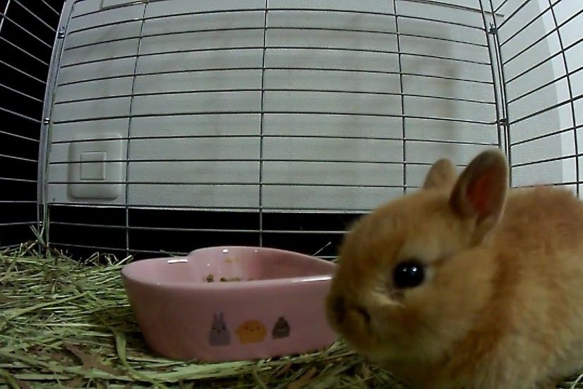 Big Yawning Baby Bunny Rabbitã»Cute Netherland Dwarf - YouTube