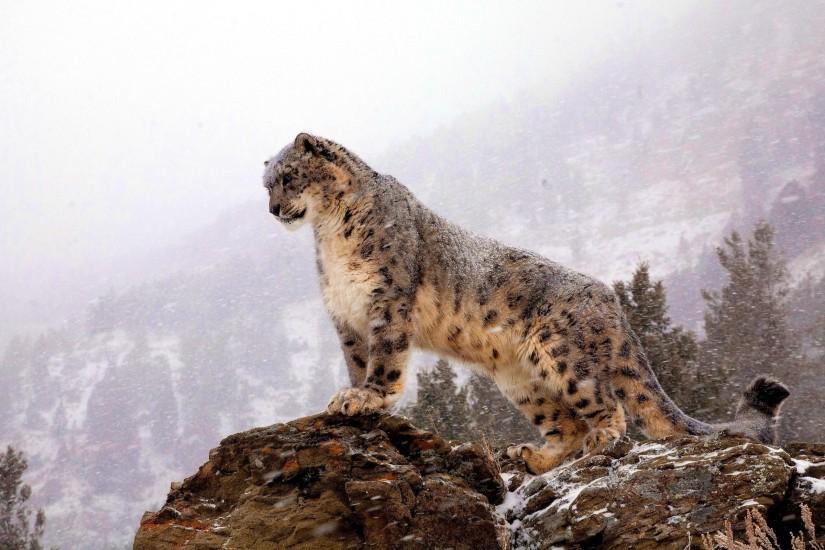 Snow Leopard Wallpaper HD