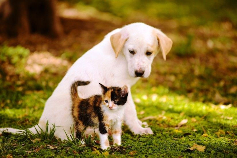 Cute Baby Cats And Dogs wwwgalleryhipcom The Hippest