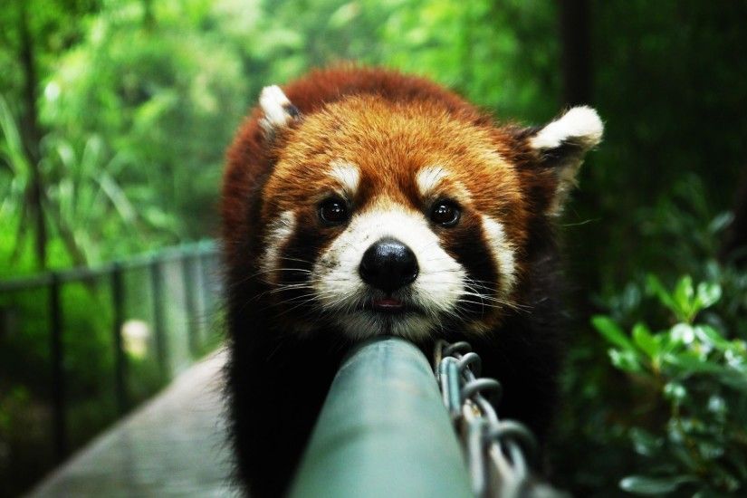 .wallpaperstock.net:81/cute-red-panda-