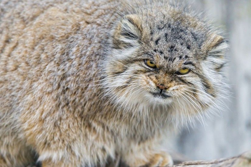 Animal - Pallas's Cat Wallpaper