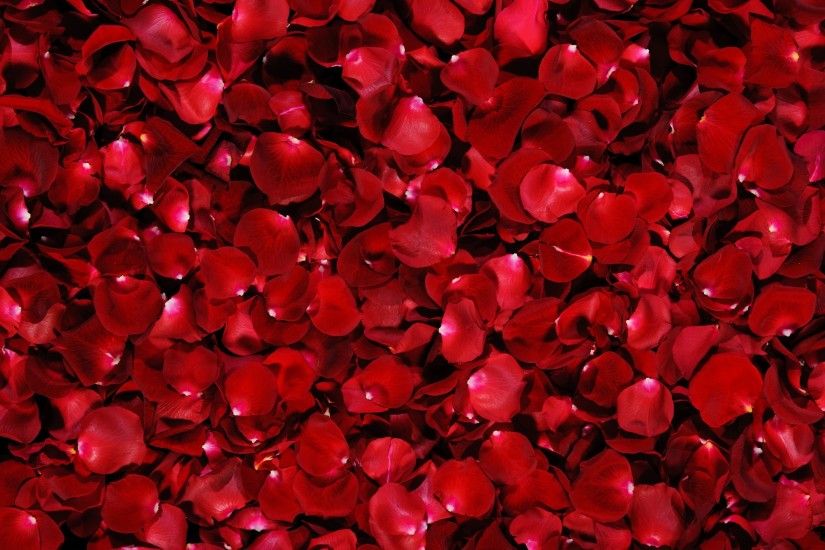 ... Amazing 5195818 Pink Rose Petals Wallpapers | 2560x1600 ...