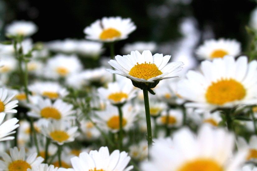 selective focus photography of bed of white daisy flower, chrysanthemum