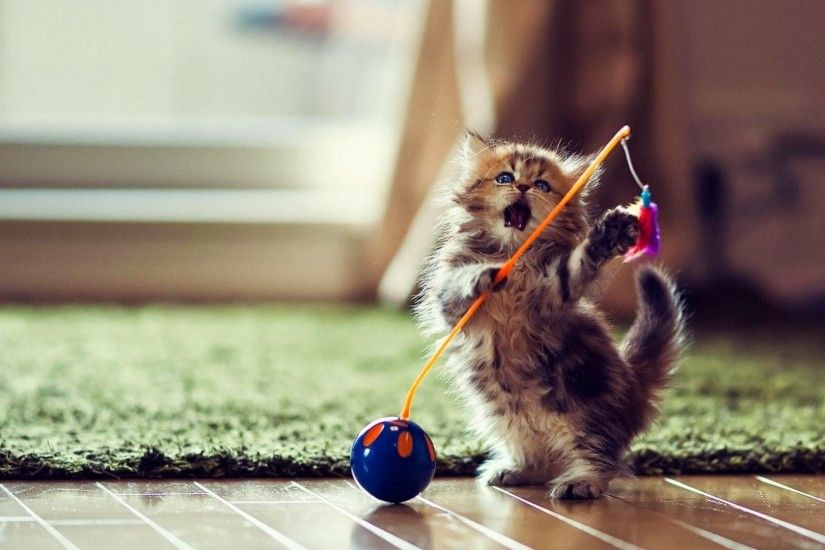 ... cute-cat-dance-wallpaper ...