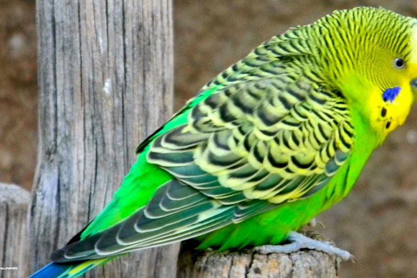 Birds: Budgie Tropical Parrot Bird Parakeet Love Birds Wallpapers 1024Ã768 Parakeet  Wallpapers (