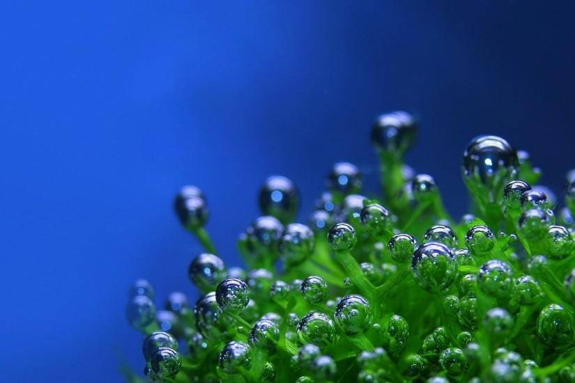 Preview wallpaper green, drops, bubbles, plant, blue background 1920x1080