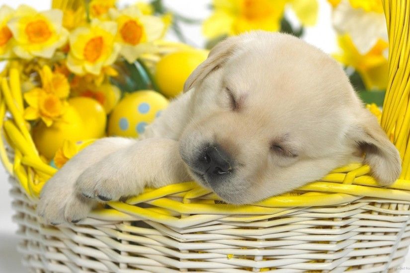 Cute puppy sleeping in an Easter basket picture