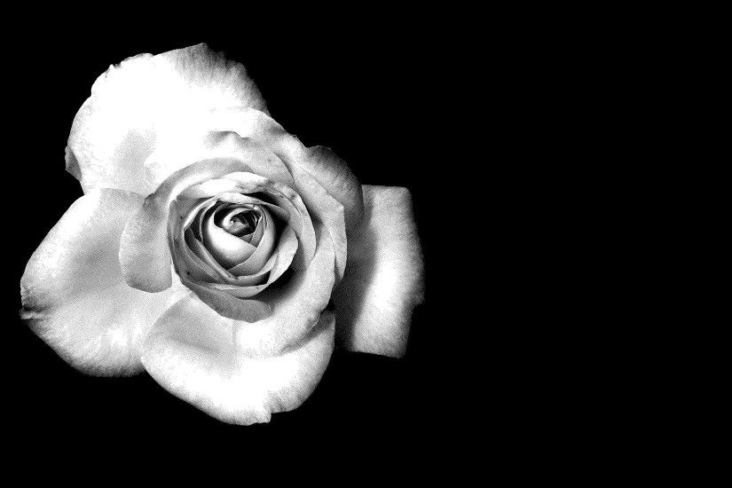 black and white rose Desktop wallpapers