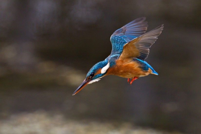 nature animals birds kingfisher wings Wallpapers HD / Desktop and Mobile  Backgrounds