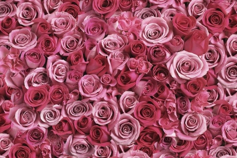 A lot of pink roses wallpaper