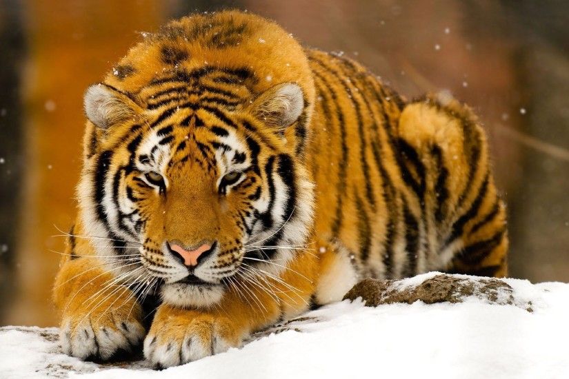 snow animal tiger hd wallpapers images