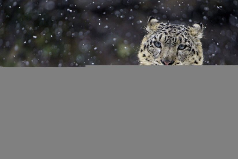 Animals / Snow leopard Wallpaper