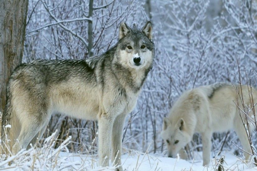 Wolf in the snowy wilderness ðºâ wallpaper
