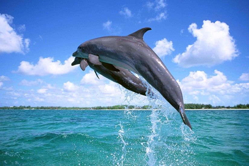 Image result for pantropical spotted dolphin
