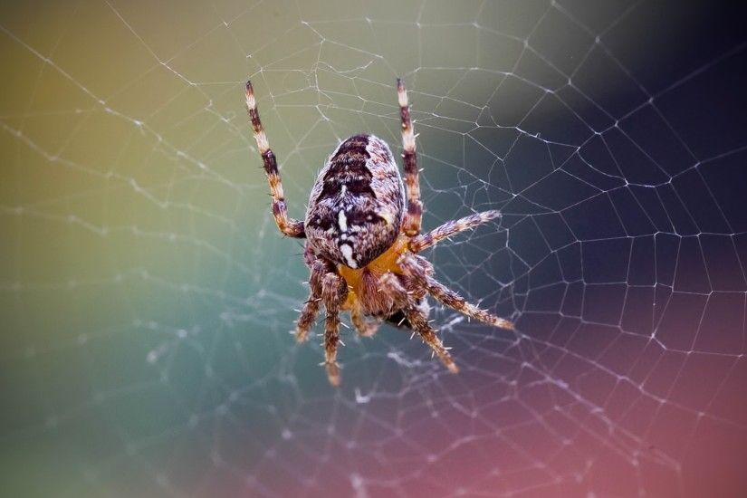 3840x2160 Wallpaper spider, web, net, insect