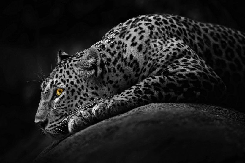 Black Jaguar Animal Wallpaper