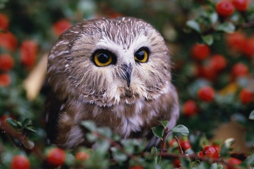 free cute owl background hd wallpapers background photos windows mac  wallpapers high definition samsung wallpapers wallpaper for iphone free  1920Ã1080 ...