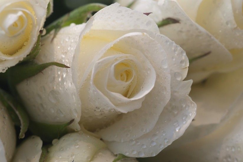 ... roses HD Wallpaper 2560x1440 White ...