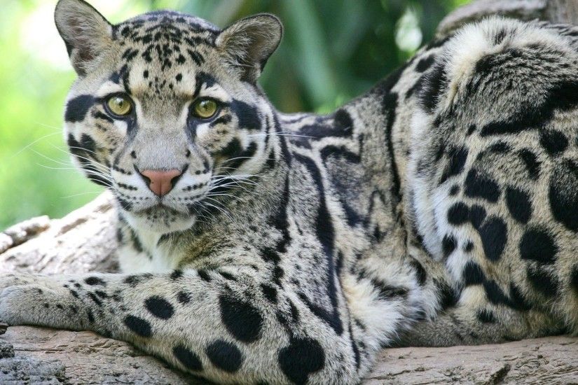 Clouded Leopard Out Of This World HD Wallpaper Free - Download Clouded  Leopard Out Of This World HD Wallpaper