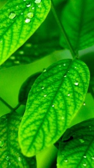 Macro Dew Leaf #iPhone #7 #wallpaper