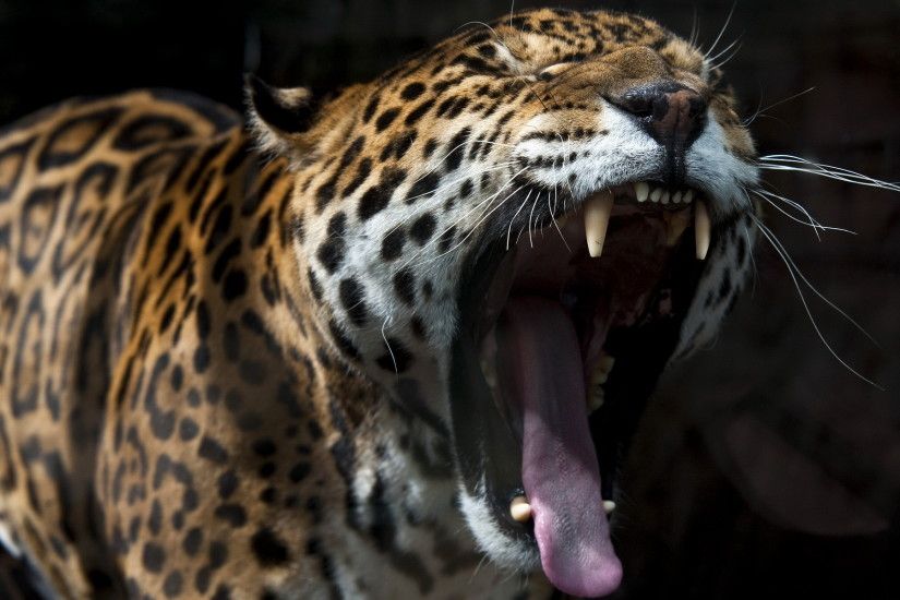Big cats Jaguars Roar Animals Wallpapers and photos