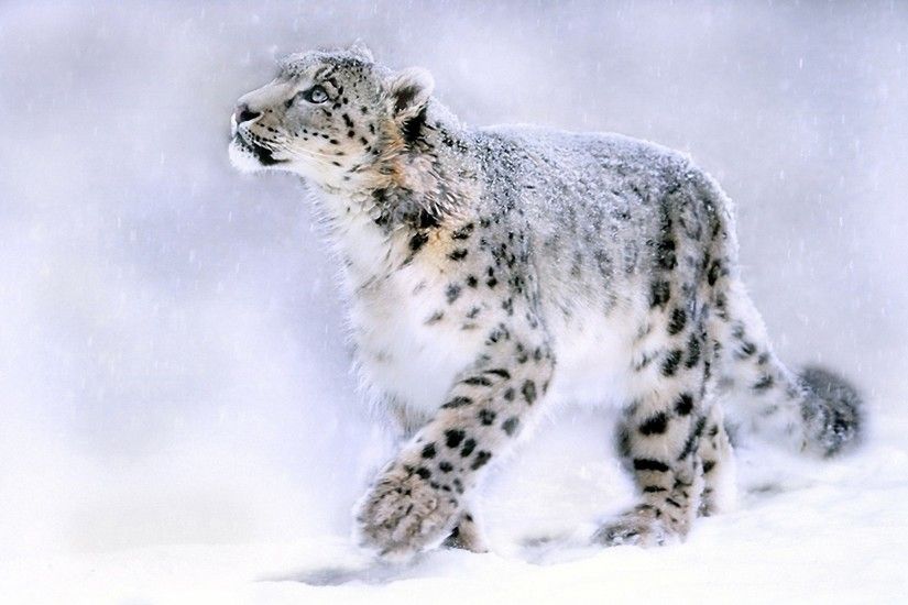 Most Beautiful Snow Leopard Wallpapers
