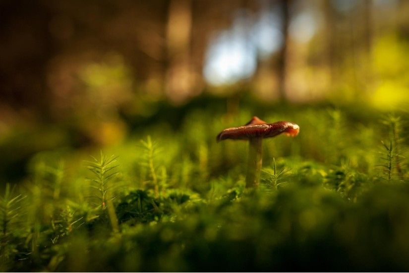 Tiny Mushroom Wallpaper