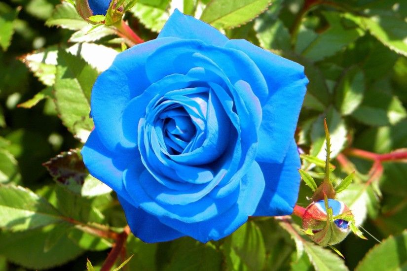 Blue Rose 4K Blue Rose Background ...