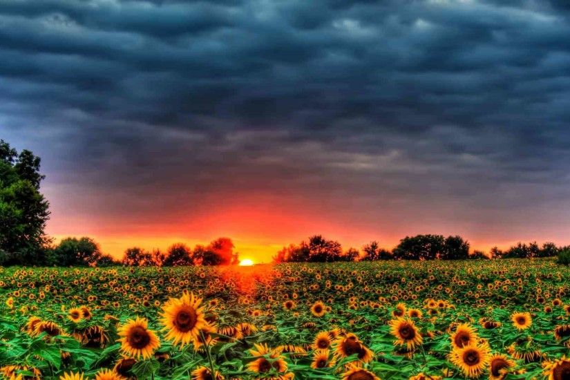 Field of Sunflowers by DesktopNexus