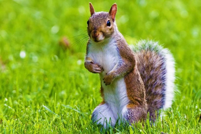 Animal Â· Cute Squirrel Wild Animal Desktop Wallpaper ...