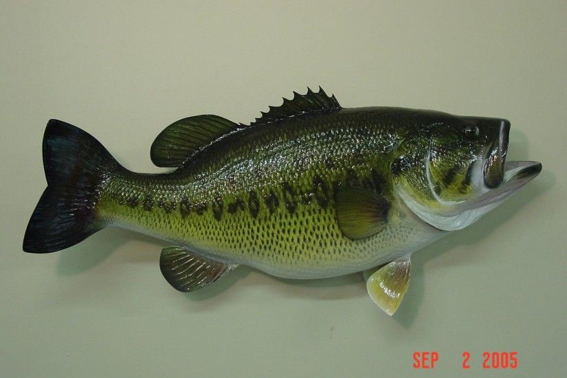 Largemouth Bass Wallpapers and Background