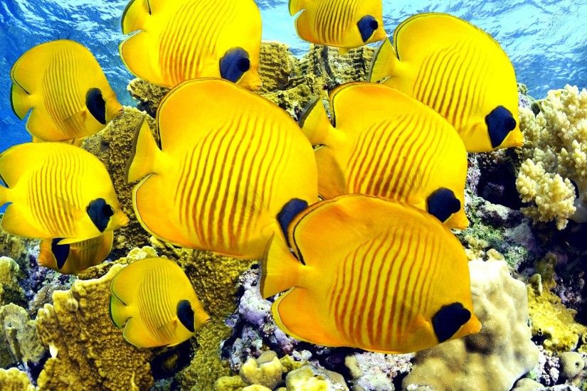 Beautiful Fish Wallpapers HD Pictures One HD Wallpaper Pictures 1920Ã1080  Tropical Fishes Wallpapers (