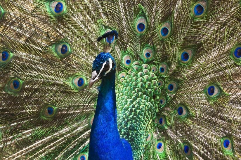 Preview wallpaper peacock, tail, patterns, bird 1920x1080