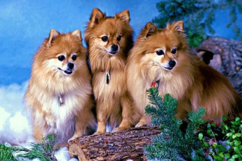 3 Pomeranian Dogs