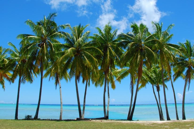 How Fast Do Palm Trees Grow? | The Tree Centerâ¢