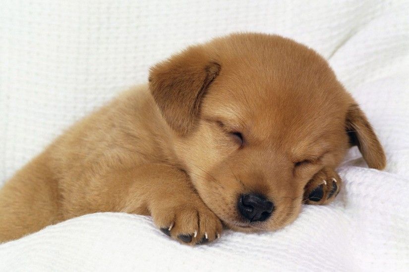 Cute Sleeping Golden Retriever Puppies - wallpaper.
