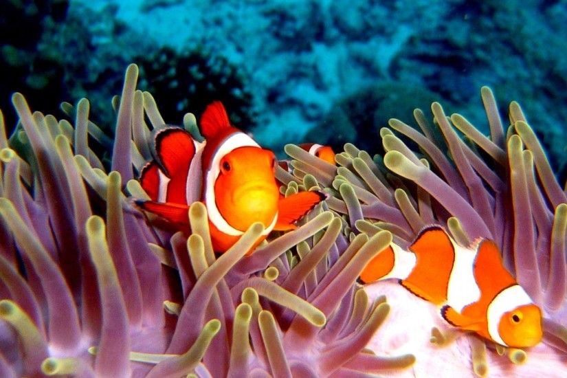 animals fish clownfish underwater coral reef 1440x960 wallpaper Art HD  Wallpaper