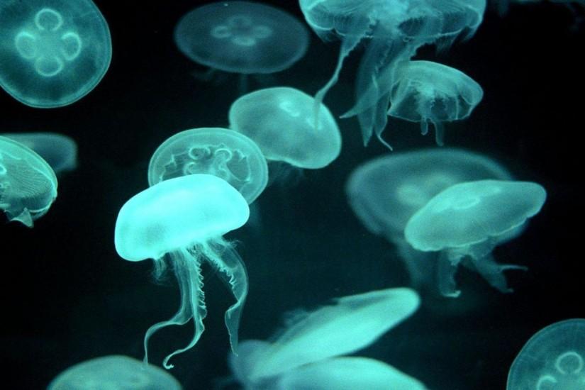 animals, Jellyfish Wallpaper HD
