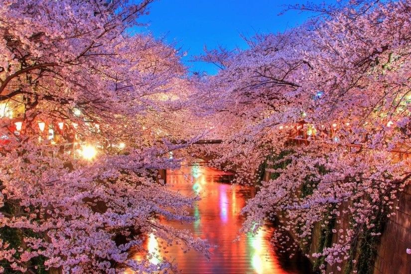 Free Cherry Blossoms City Lights Wallpapers, Free Cherry Blossoms .