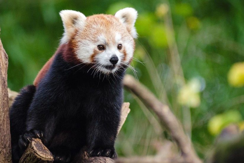 Red panda bear on the tree wallpaper