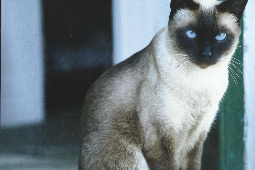... siamese cats nz amazing siamese cat desktop wallpapers this wallpaper  and ...