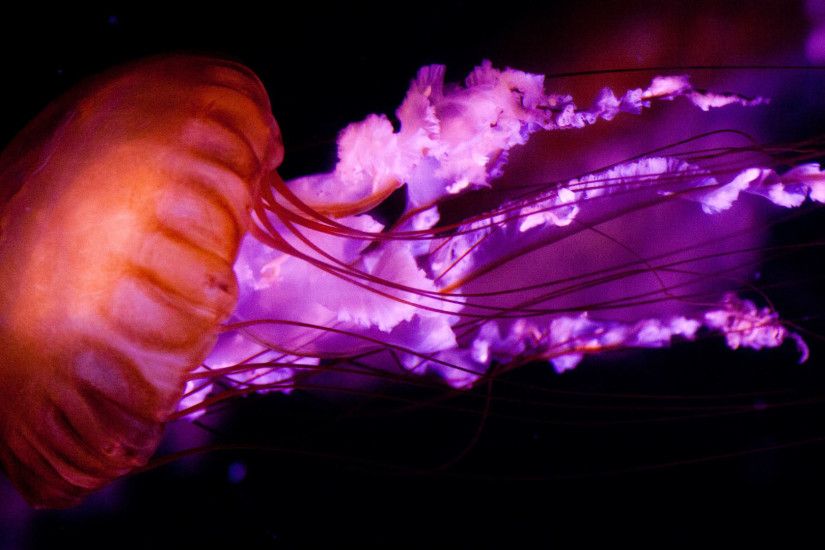 Purple Jellyfish 28013