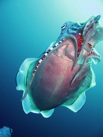 File:Hooded Cuttlefish.jpg - Wikimedia Commons
